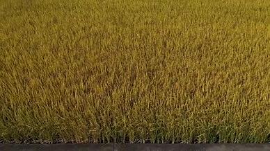 航拍金灿灿的稻田美丽至极视频的预览图
